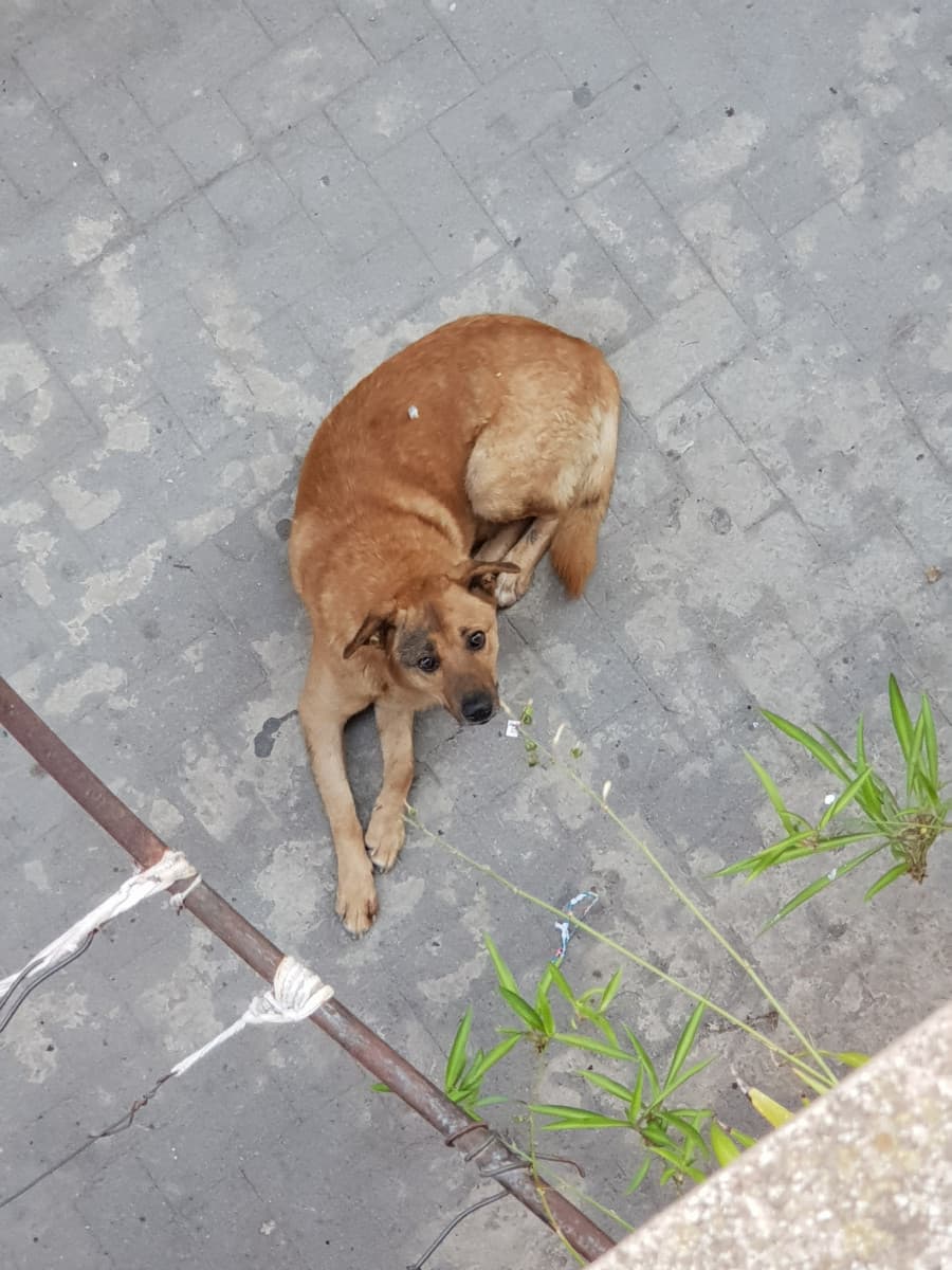 C'è uno stolkar sotto il mio balcone.✌?