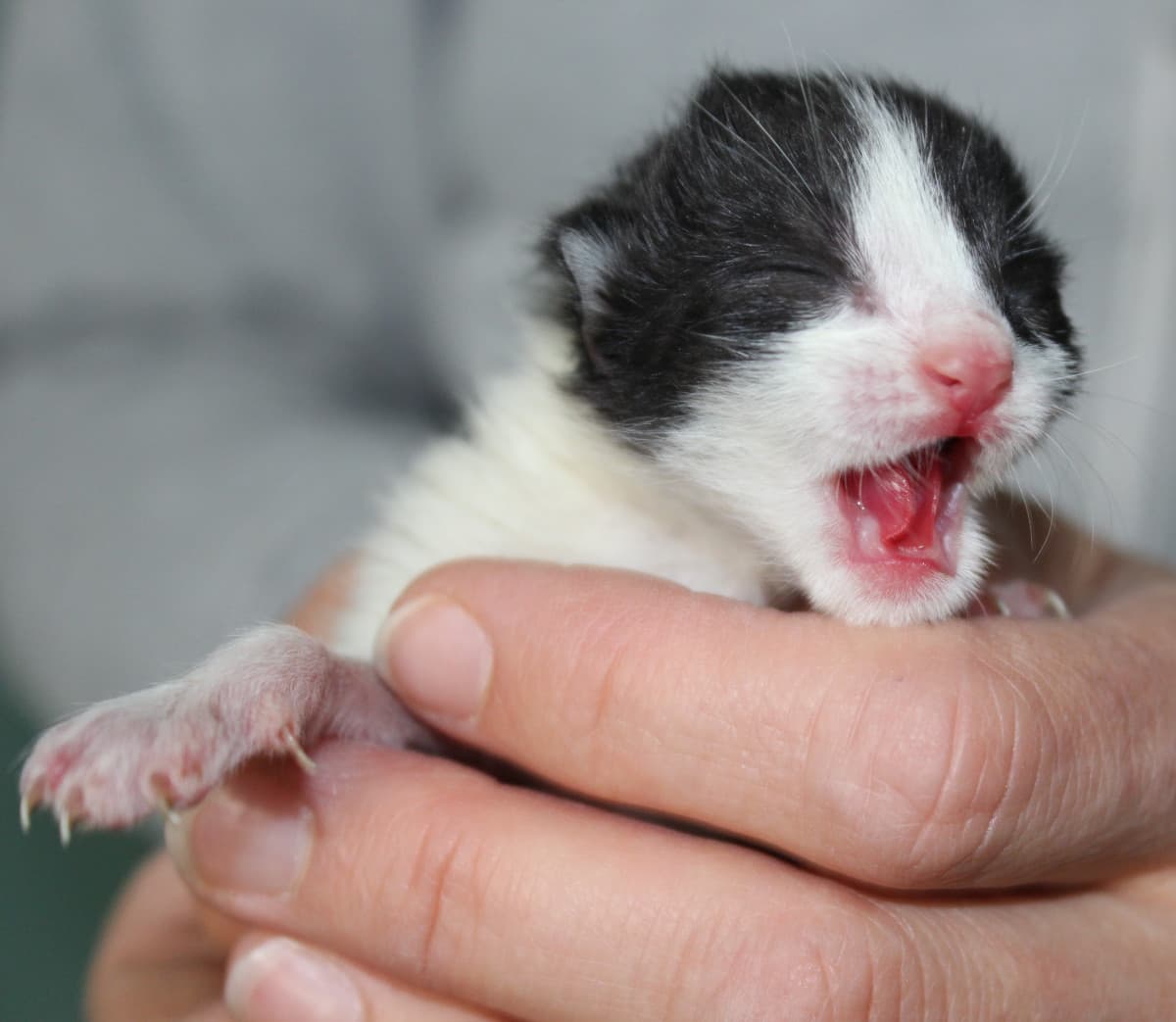 Vi piace un gattino in stato quasi fetale?