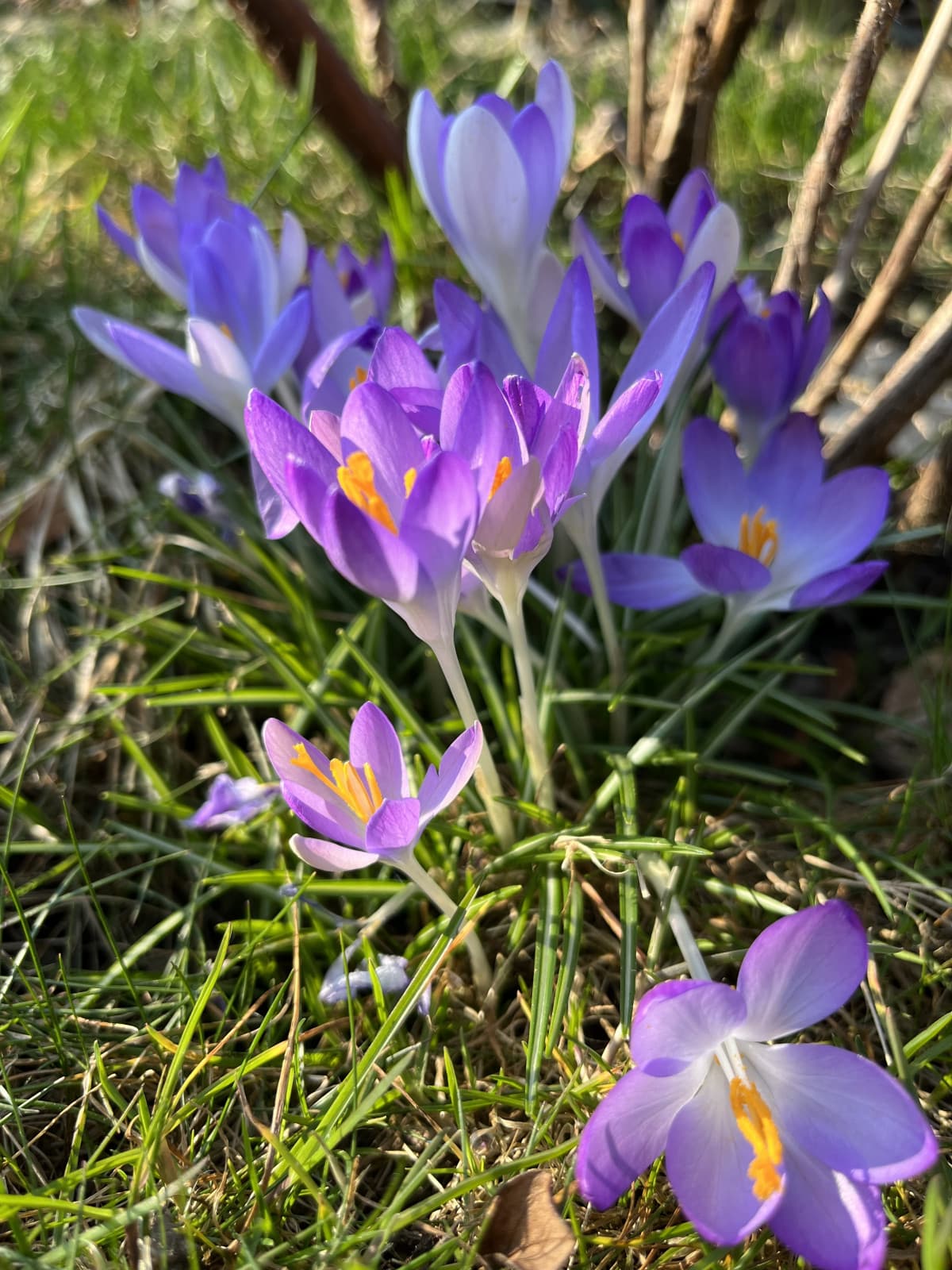 Da oggi 20.03. dalle 16:33 è ufficialmente primavera ?♥️