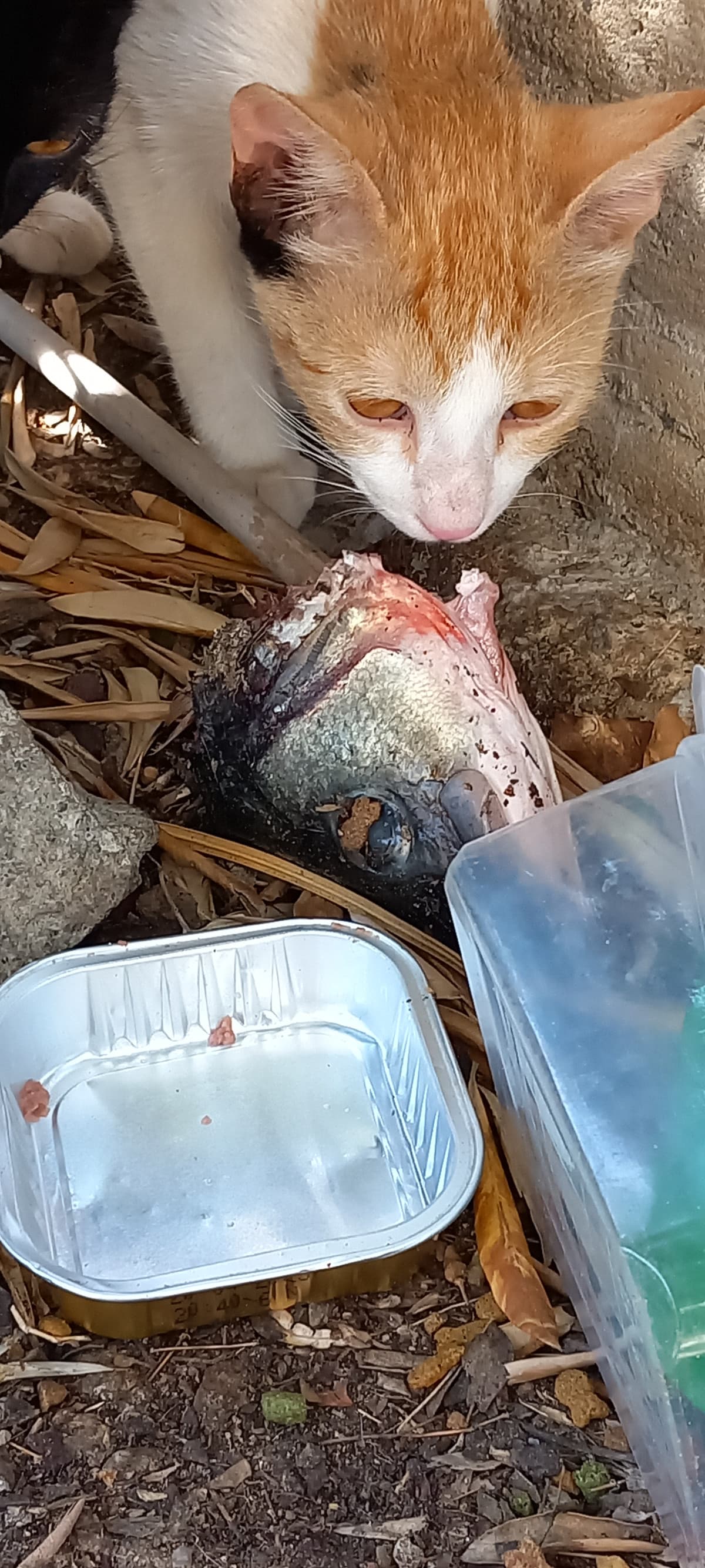 dei coglioni hanno lasciato delle teste di pesce crudo nel posto dove stanno i gatti randagi e ho dovuto camminare un chilometro per comprare dei guanti e toglierli