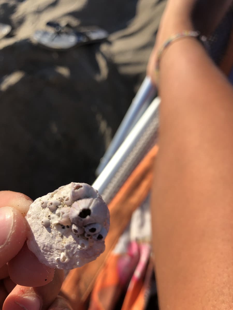 Io tripofobica che trovo questa cosa sulla spiaggia ?