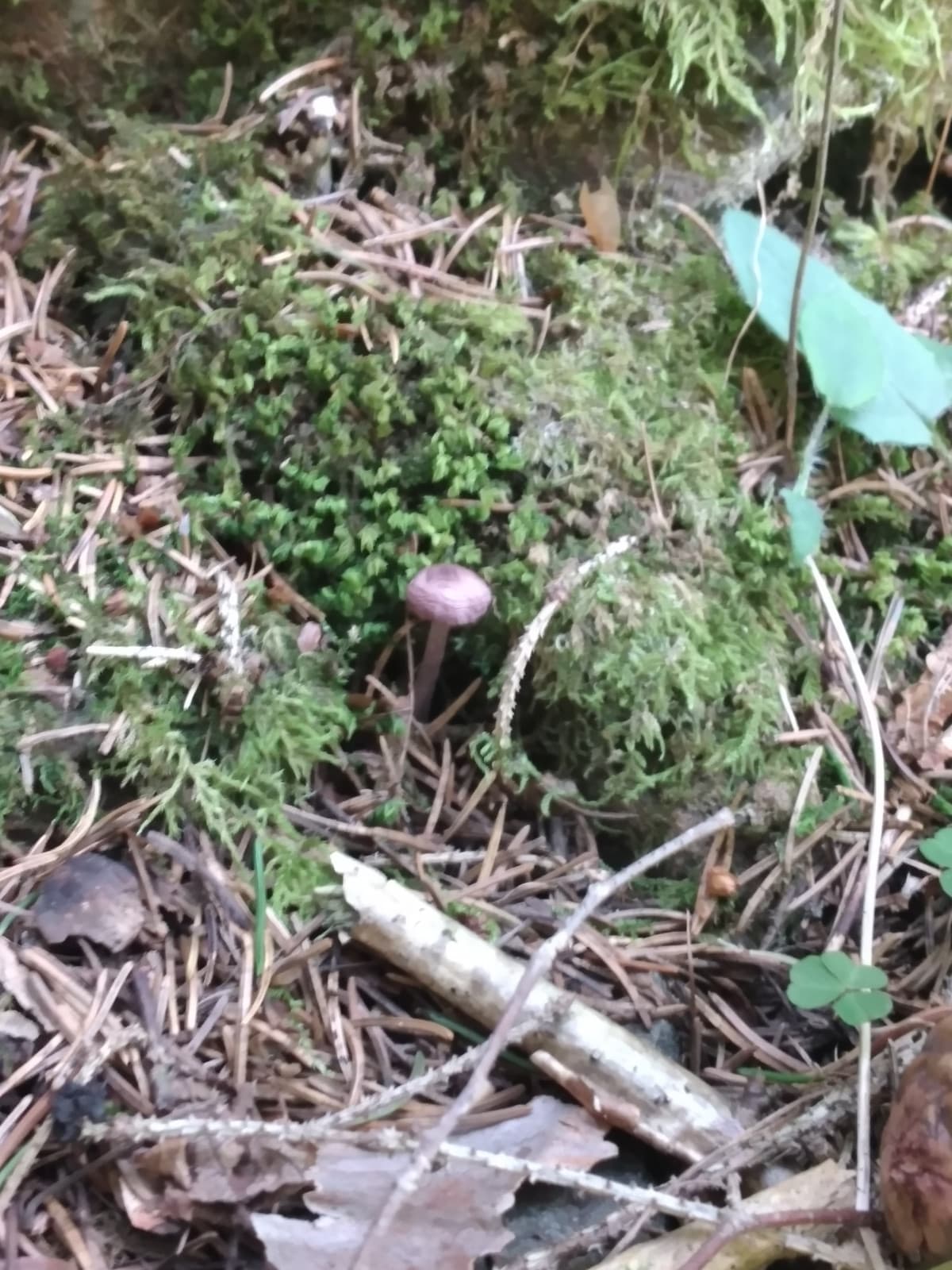 un paio di giorni fa ero andato in montagna ed ho trovato questo fungo viola/rosa