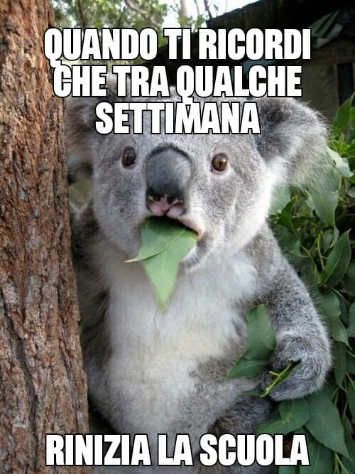 Questo è uno Shout