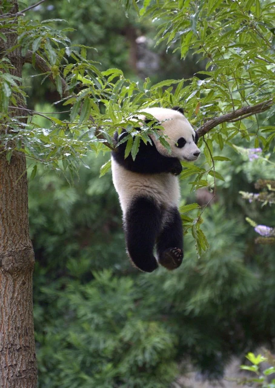 Sta iniziando la stagione della raccolta dei panda 