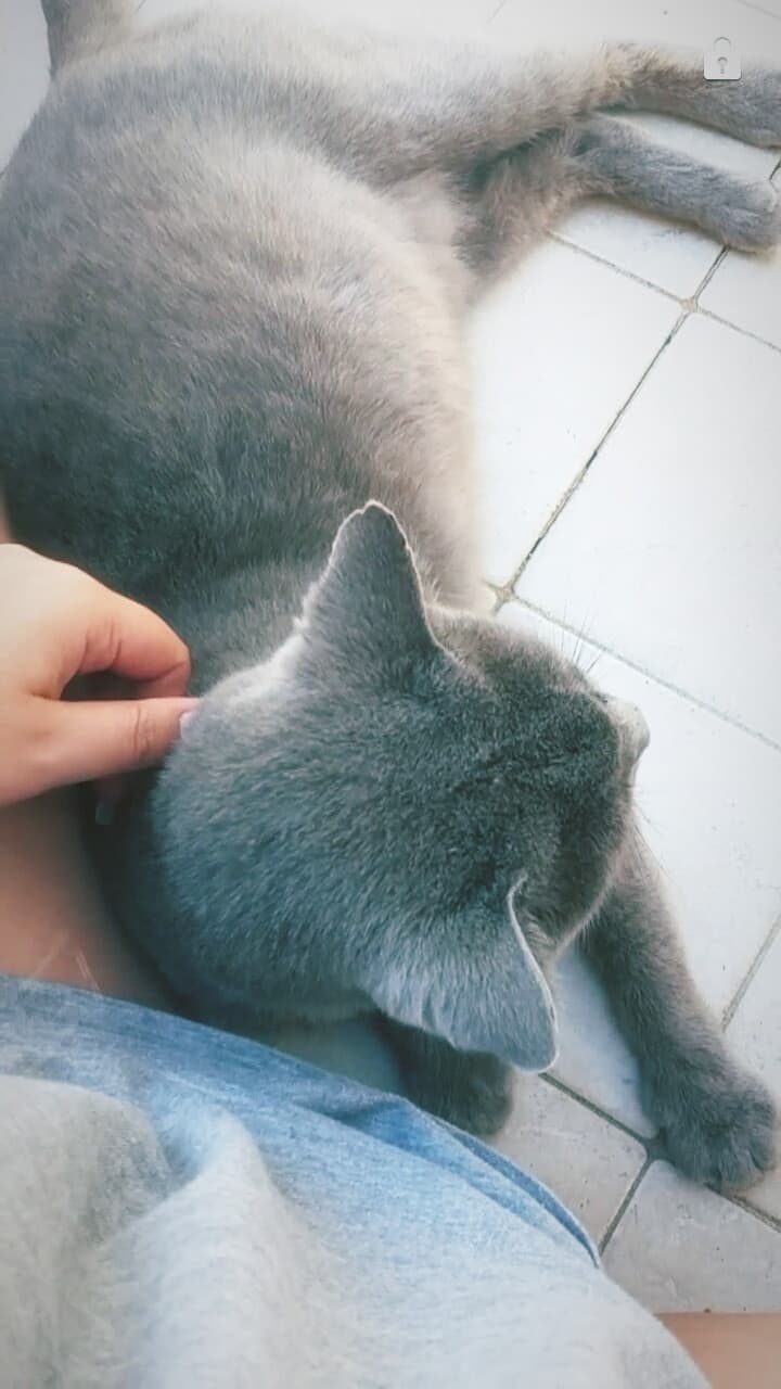 Grigio❤