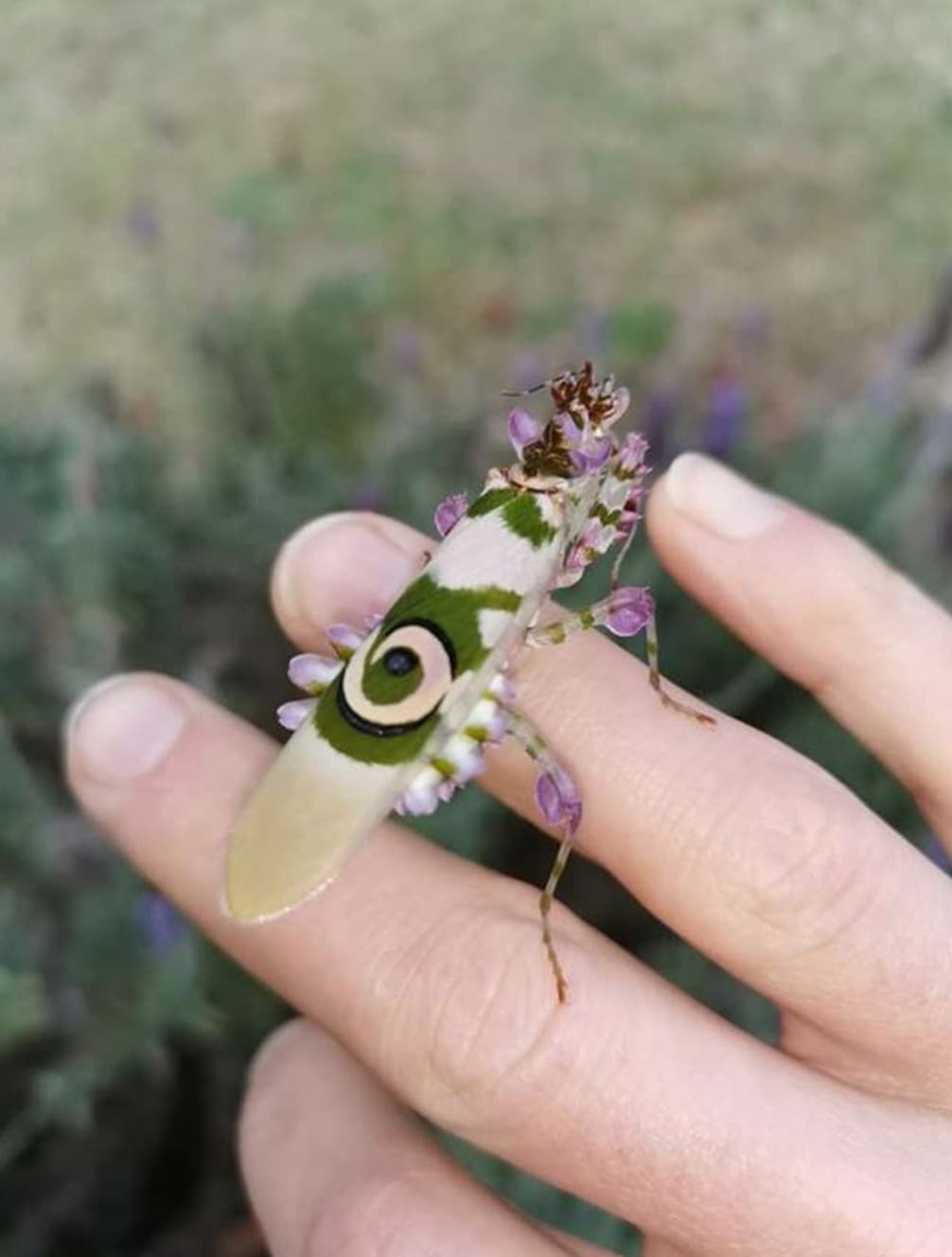 Una donna ha trovato questo insetto nel suo giardino