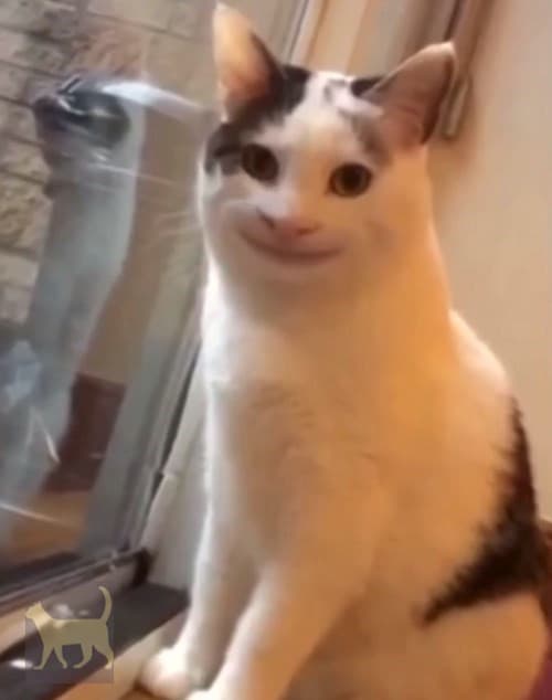 Cursed cat #3