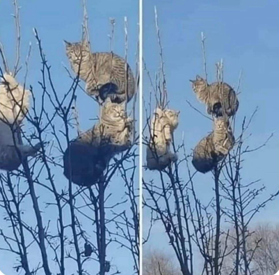 Chi mi sa dire che tipo di alberi sono? 