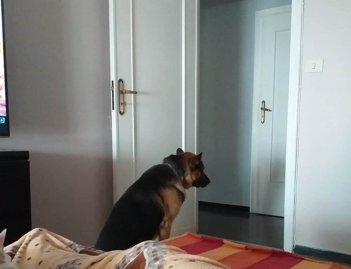 Il mio cane è depresso