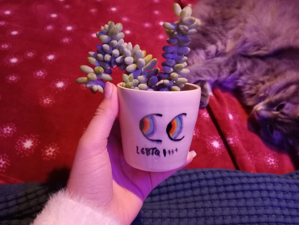 La mia ragazza mi ha regalato una piantina, potevo non comprare un vaso? Ho preso questo perché gli altri avevano le tette brutte