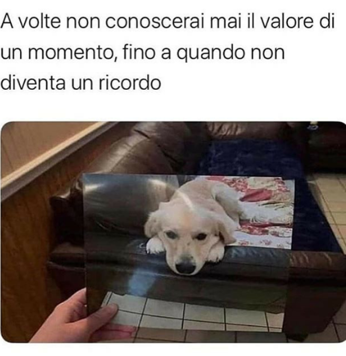 Prima che il mio cane se ne andasse ho visto questo.....