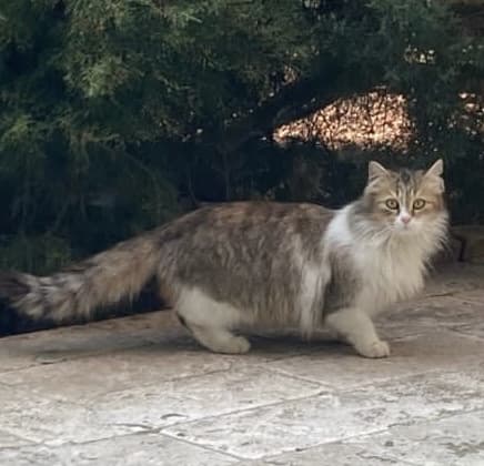 Qualche giorno fa è venuto questo gatto nel giardino, non l’ho più rivisto :(