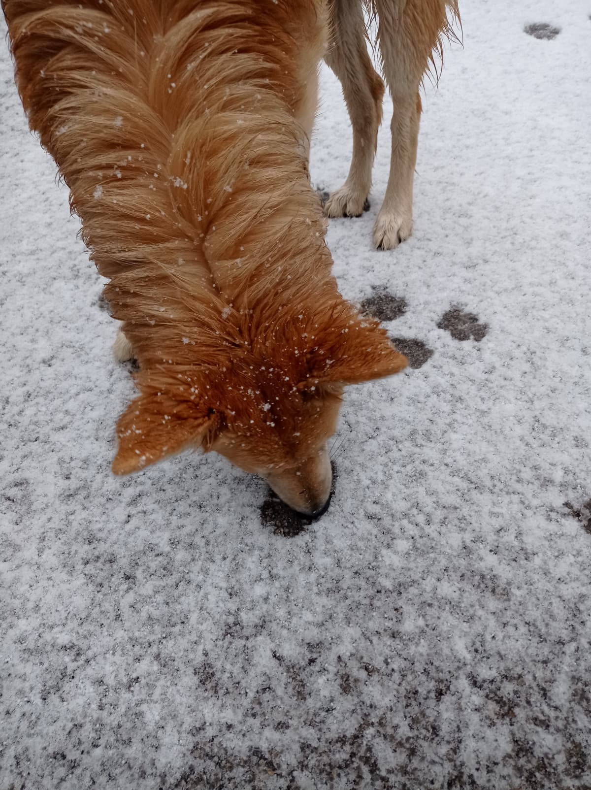 Il mio cane vede la neve per la prima volta ????️