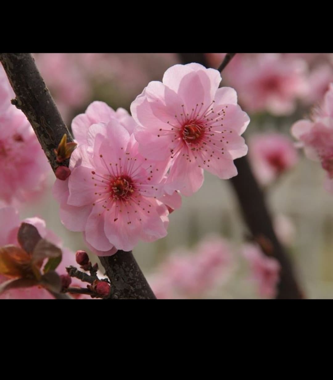 Adoro troppo questi fiori?❤