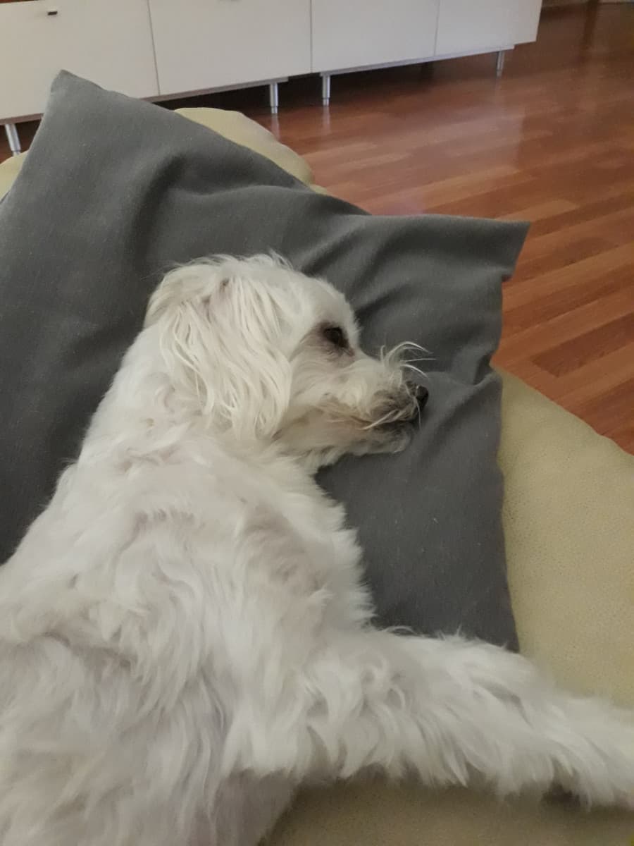 Dite che è comodo??