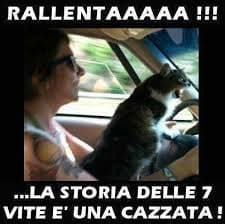 gatto al volante pericolo costante