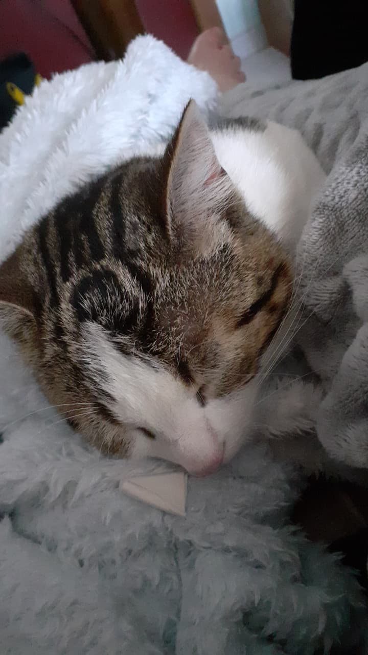 Niente volevo condividere con voi il mio gatto da piccolo (non che ora sia grandissimo ma ok)