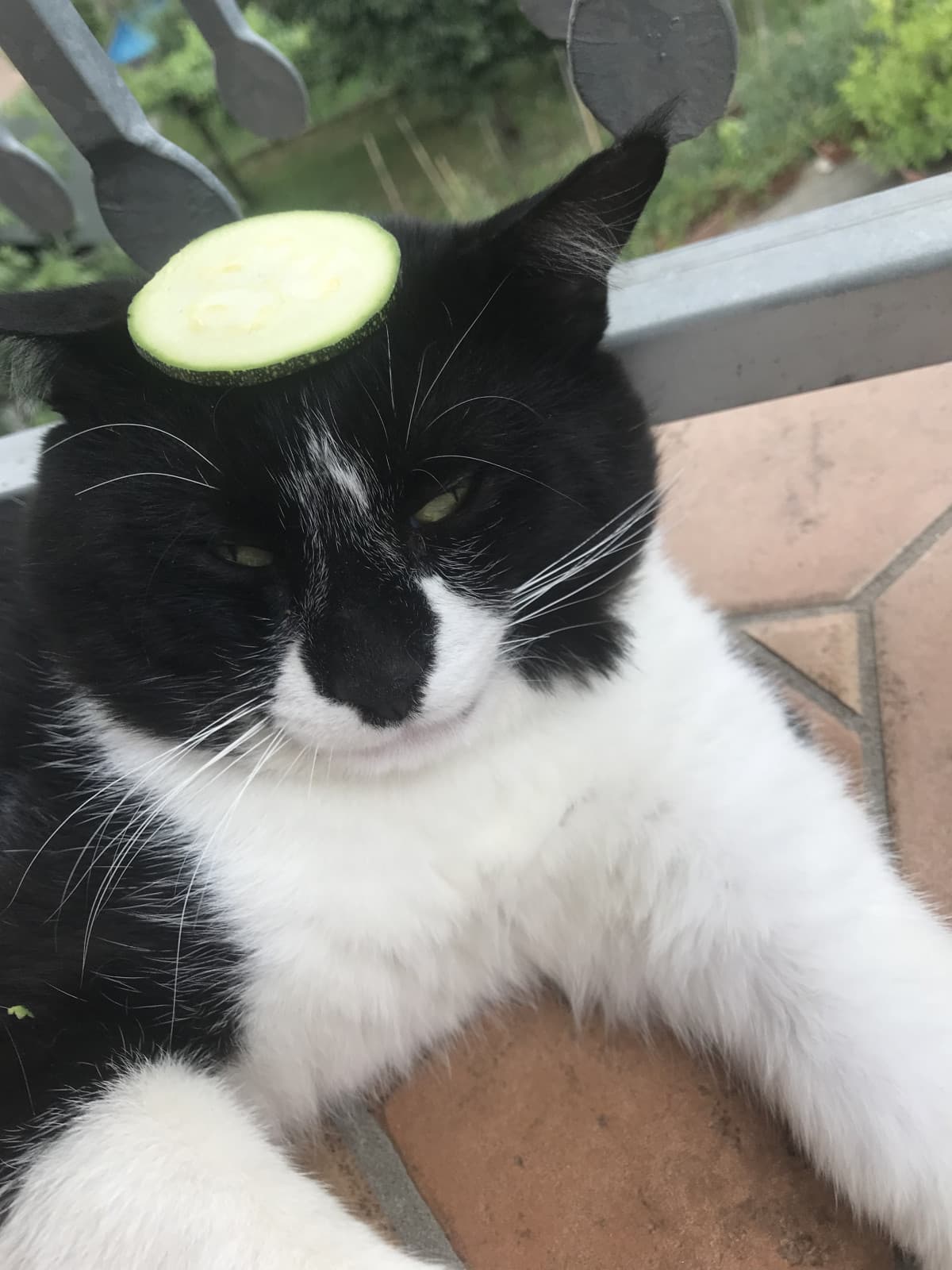 Micio mezzo addormentato con un zucchino in testa