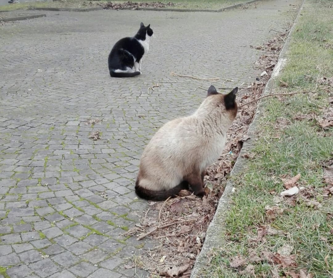 Micii❤️ questa foto è del 2017, la gattina marrone è morta qualche anno fa, mentre il gatto bianco e nero è ancora vivo ma da quando lei non c'è più (erano una coppia) non si fa più vedere...