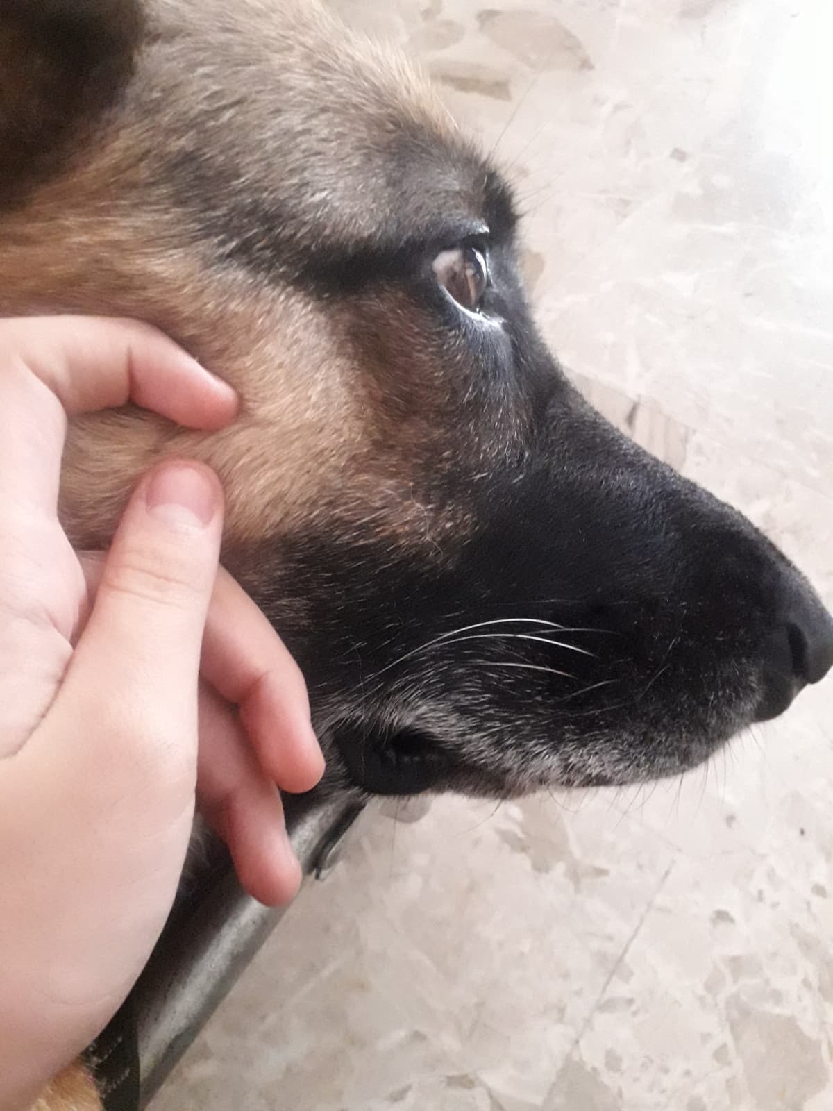 Foto del mio cane bc sono stata inattiva per un po'