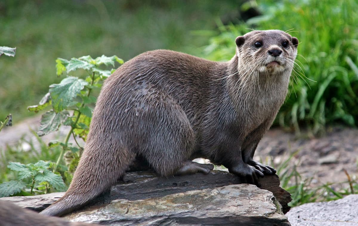 Ora voglio una lontra