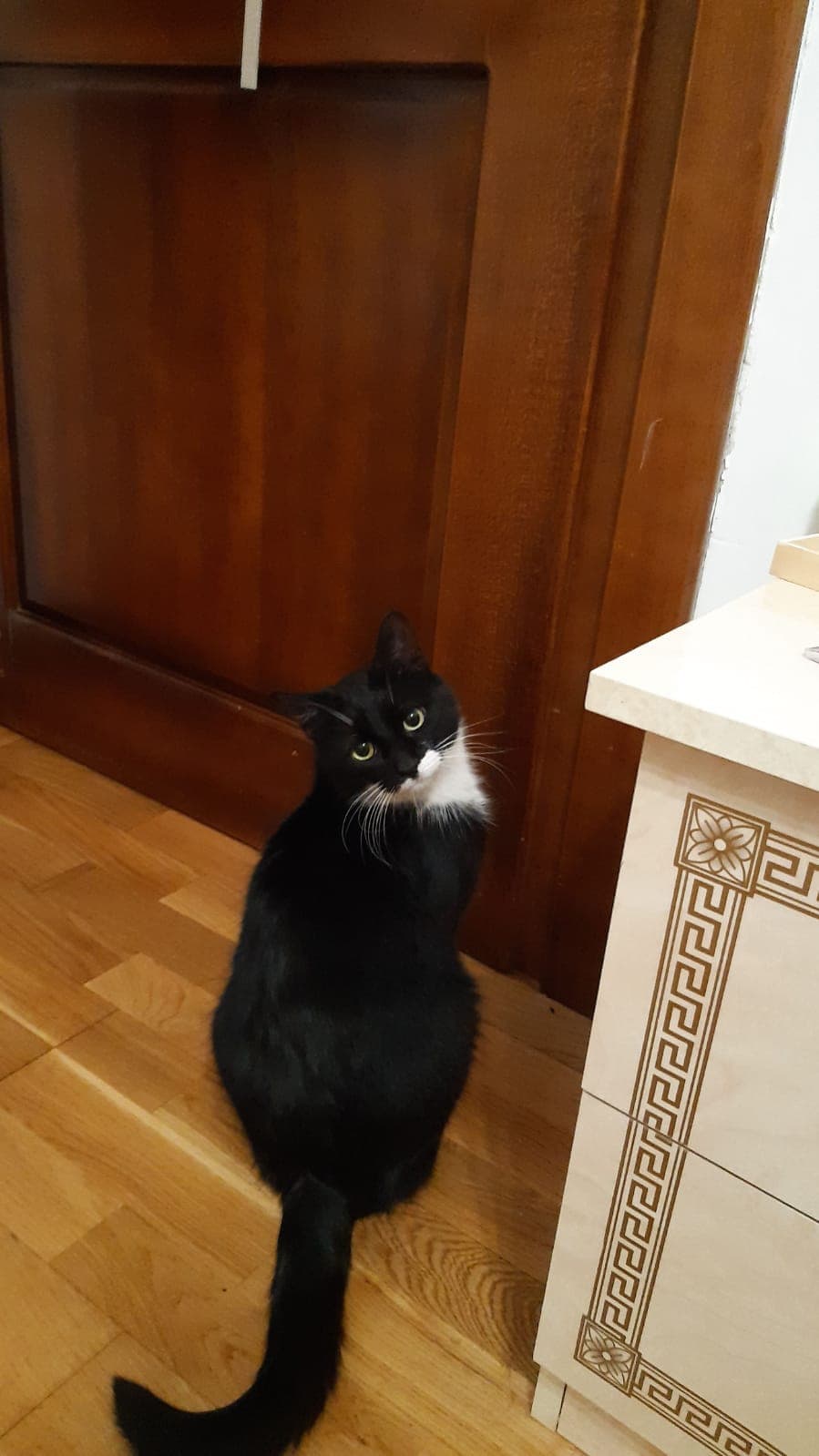 Questo è l'altro mio gatto :))))