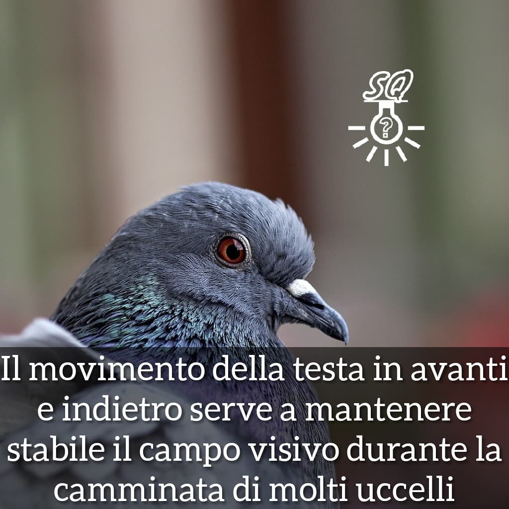 #curiosità 