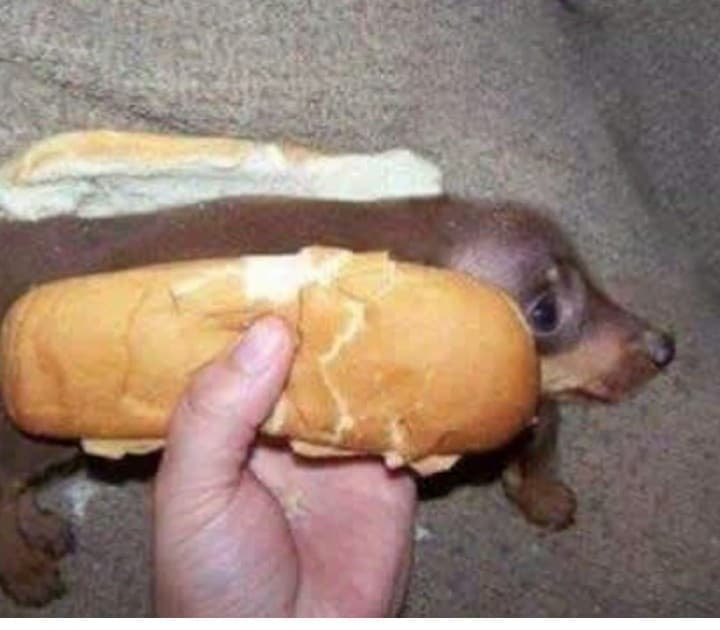 Hot dog