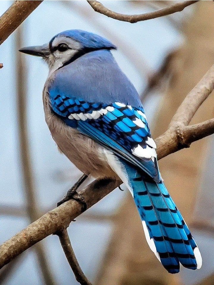 Mi sono resa conto che metà dei miei animali preferiti è blu... Poi c'è la mucca e la pogona?