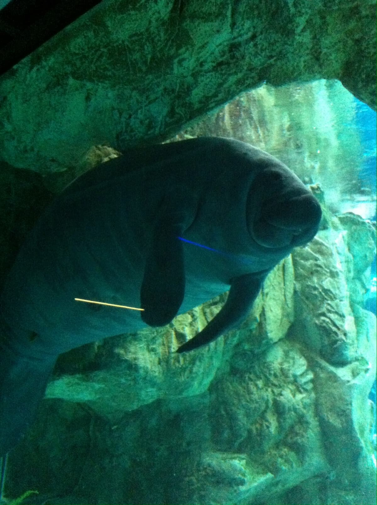 Un lamantino dell’acquario di Genova ⚓️