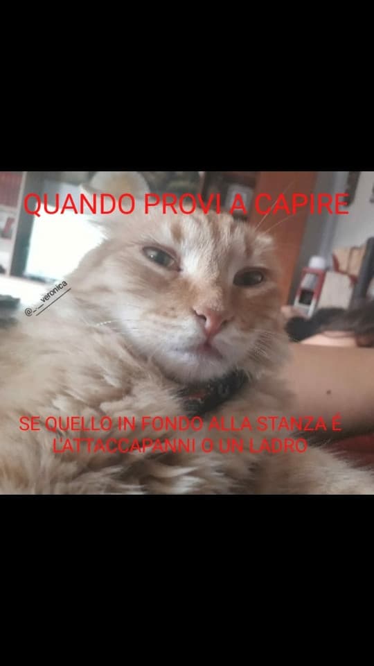 Meme sul gatto di @Nonsochenicknamemettere