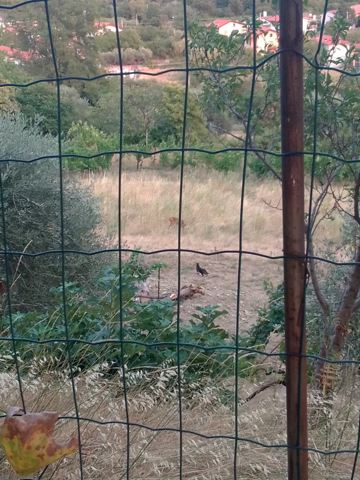 L'altro ieri tornando a casa ho notato che nel prato laggiù c'era un capriolo. Il tempo di realizzare ed è arrivato anche un gattino, che si è fermato a guardarlo come me. Era una scena dolcissima 