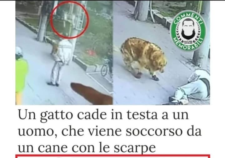 Oggi l'eroe del giorno è un cane. 