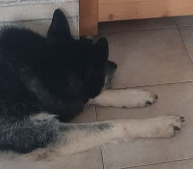 Il cane nero. Il cane da guardia perfetto. Il primo cane mai avuto. Era così carino