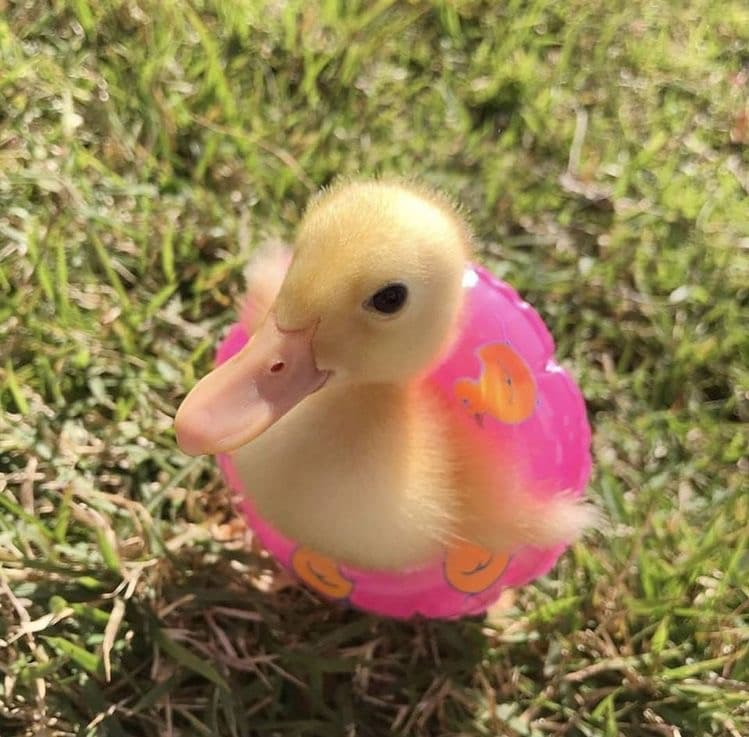 paperella quack 