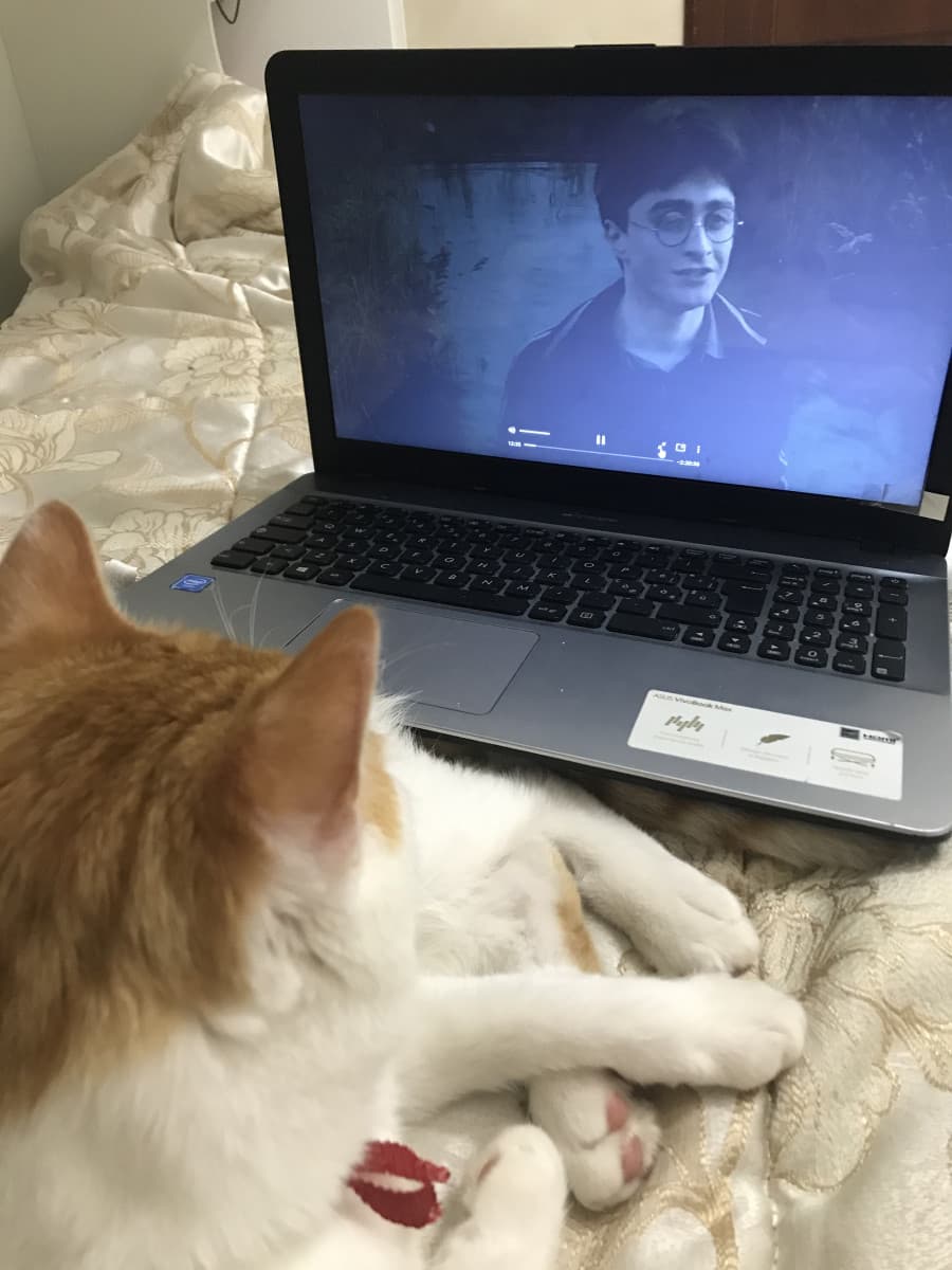 Gatto potterhead pt.3