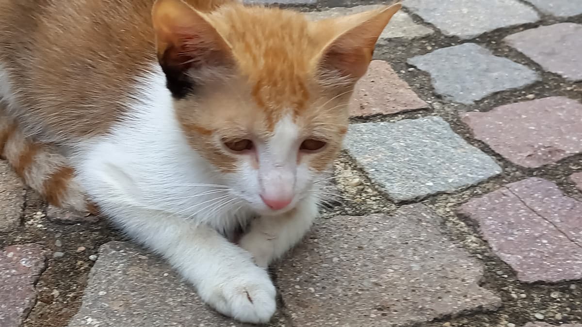 oggi non ho trovato i gattini :(