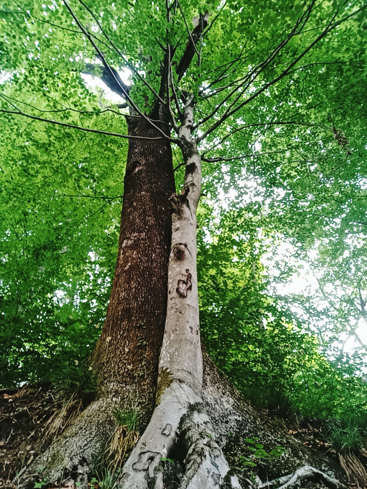 Sono carini questi alberi, sembrano abbracciati, hanno proprio le radici incrociate