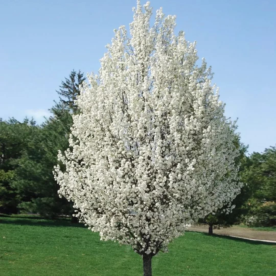 I fiori di questo albero dicono odorino di sperma... ho appena visto un video di una tizia che si lamentava della cosa perché a Melbourne ci sono interi viali di questi alberi...