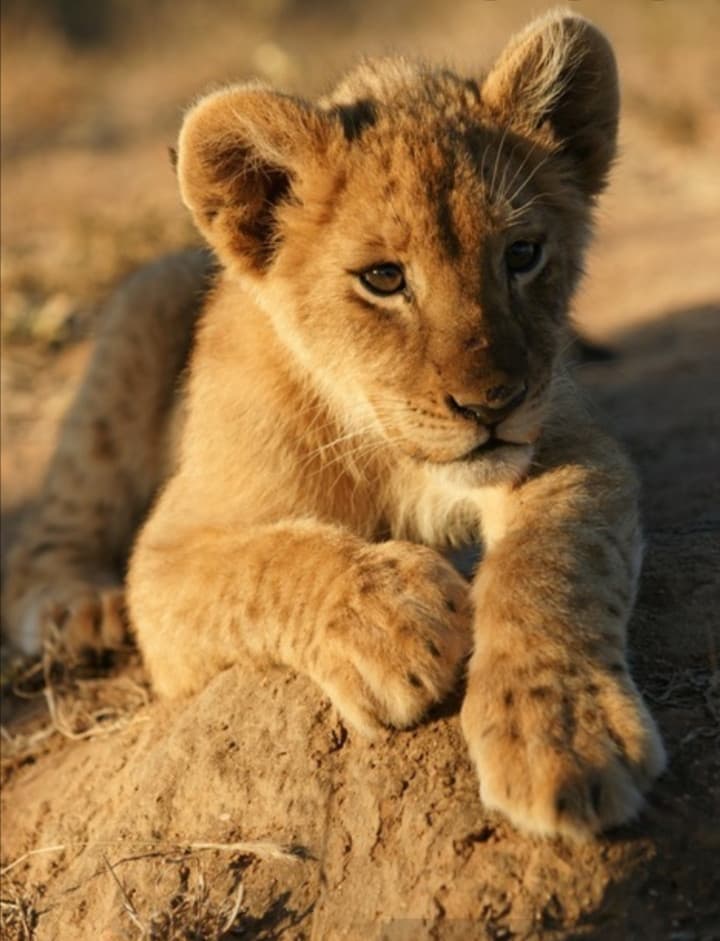 Cucciolo di mucca