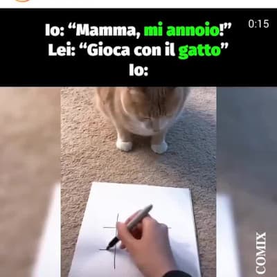 Bbello il miciogatto