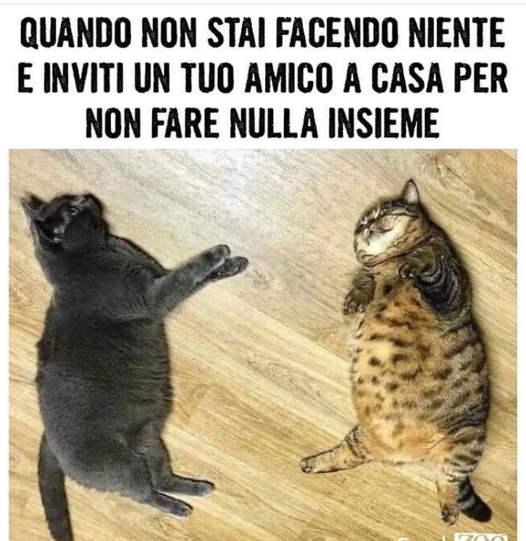 Hahaha vero ??