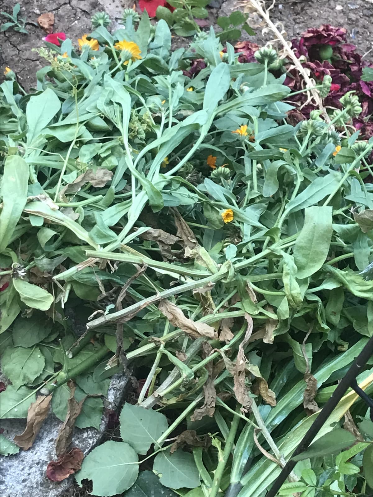 Mìa nonna si è arrabbiata così tanto con mio fratello che gli ha lanciato uno zucchino in testa