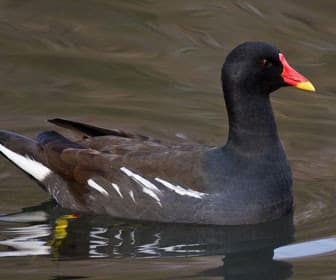 Questa è una gallinella d'acqua.