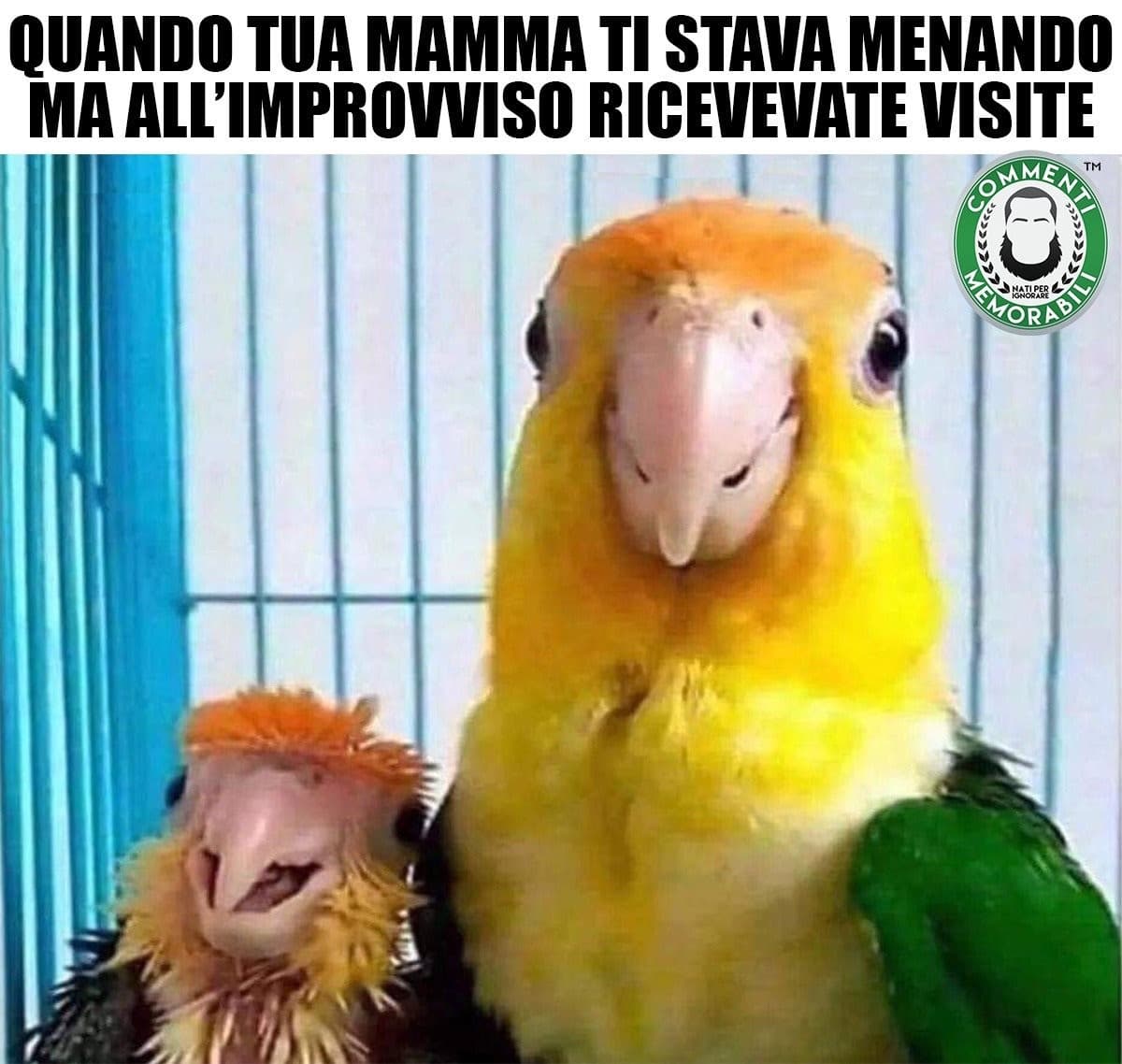 Amore e tanto volersi bene 