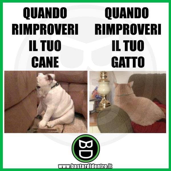 Superiorità felina