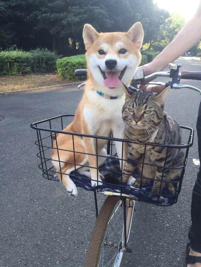 Andiamo a fare un giretto in bici che ci divertiamo, dai..