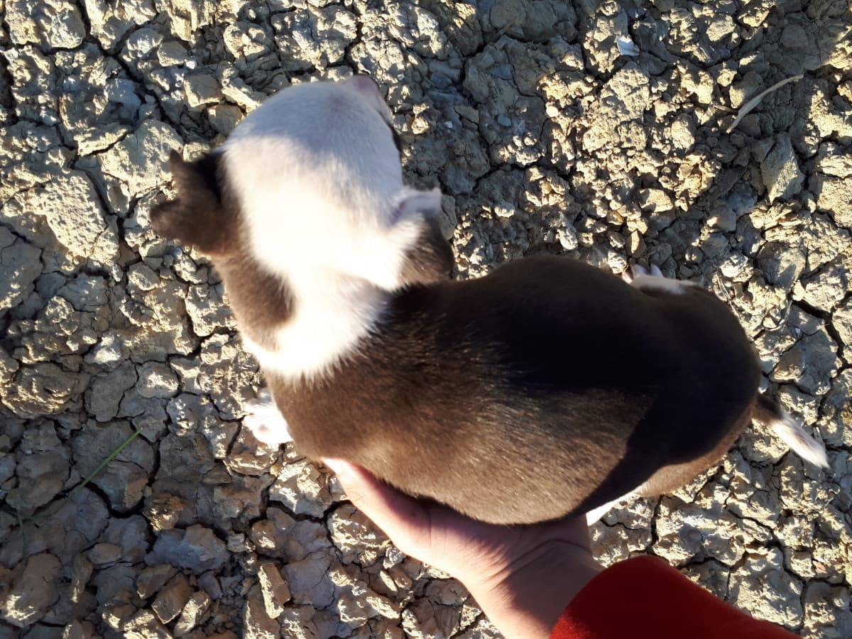 Ho lasciato la mia cucciolotta da mia nonna per 1 ora, ecco cosa le è successo