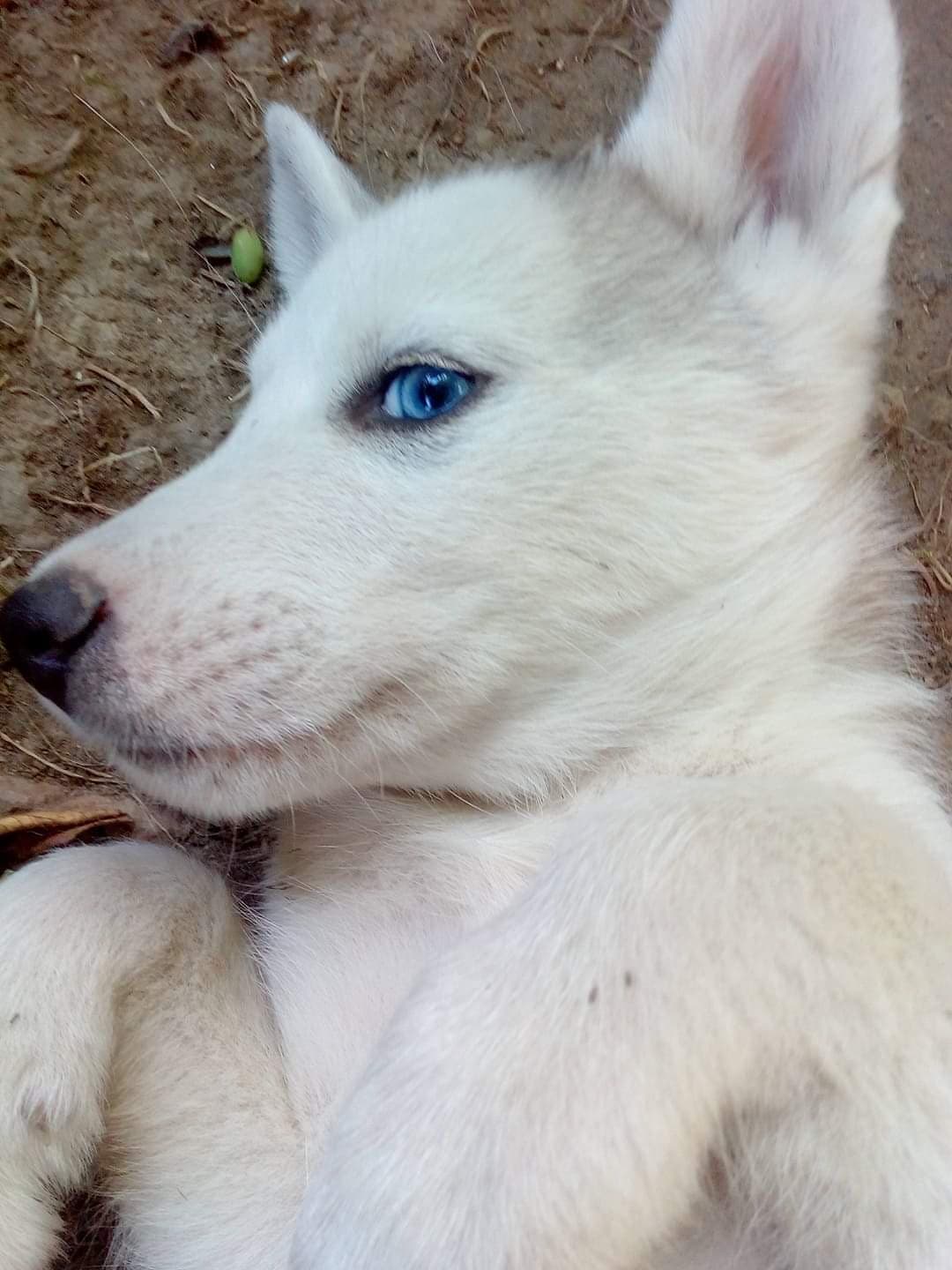 Husky che sto per prendere, ha due mesi e si chiamerà Kibo, appena lo compro rimetto le foto (c'è gente che me l'ha chiesto, è già famosa XD)