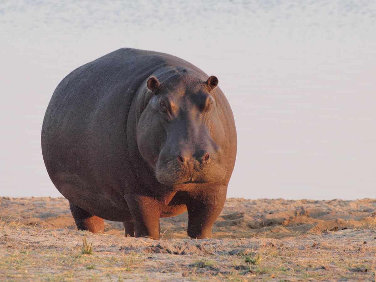 Hippo at dawn